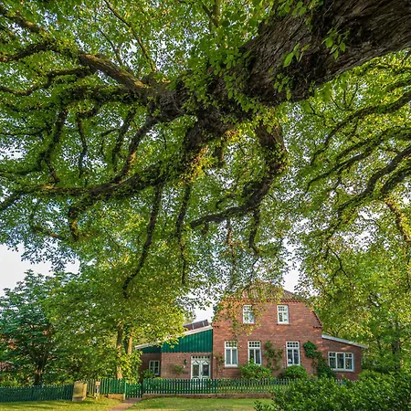 Muschel G * Spiekeroog